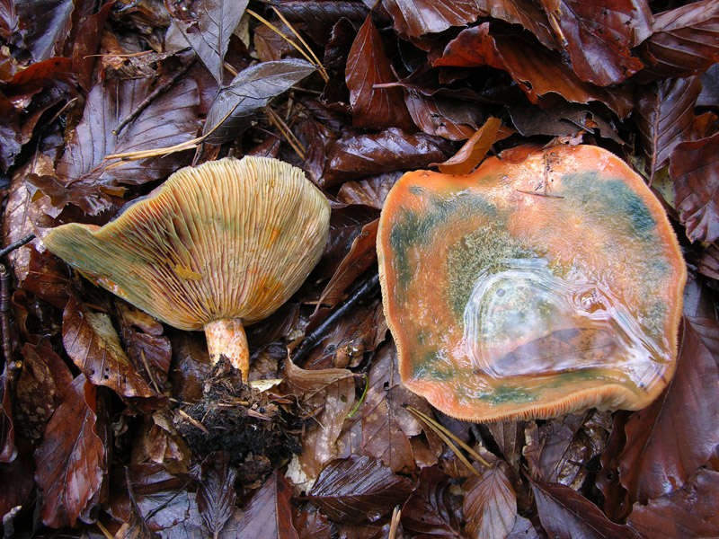 Funghi di sabato 08 novembre.